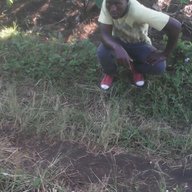 pirrate of the carribean