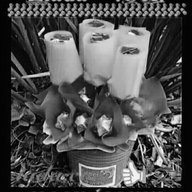 Emanueli sauti ya ziada