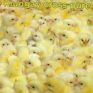 Kiungaycrosspurebread
