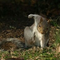 Maishaborakwakilamtz