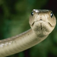 COBRA AKA BLACK MAMBA