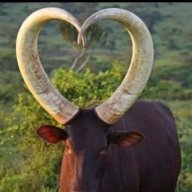 Financial Intelligence