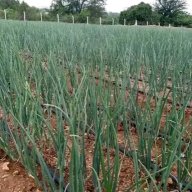 Youth In Farm-Project