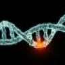 mutant gene