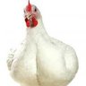 Broiler