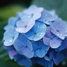 Hydrangea