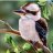 kookaburra