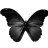 Black Butterfly