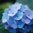 Hydrangea
