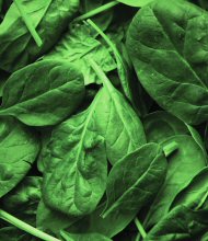 spinach_190w.jpg