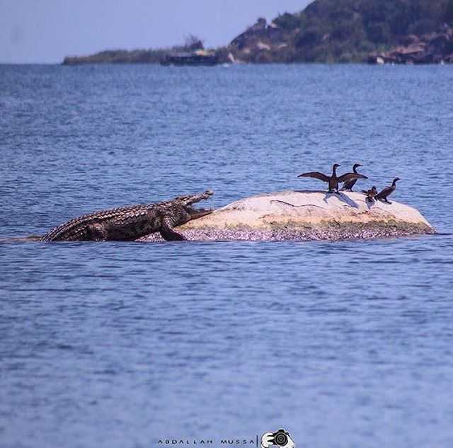 13768107_1059397700823313_31298467_n-jpg.572745