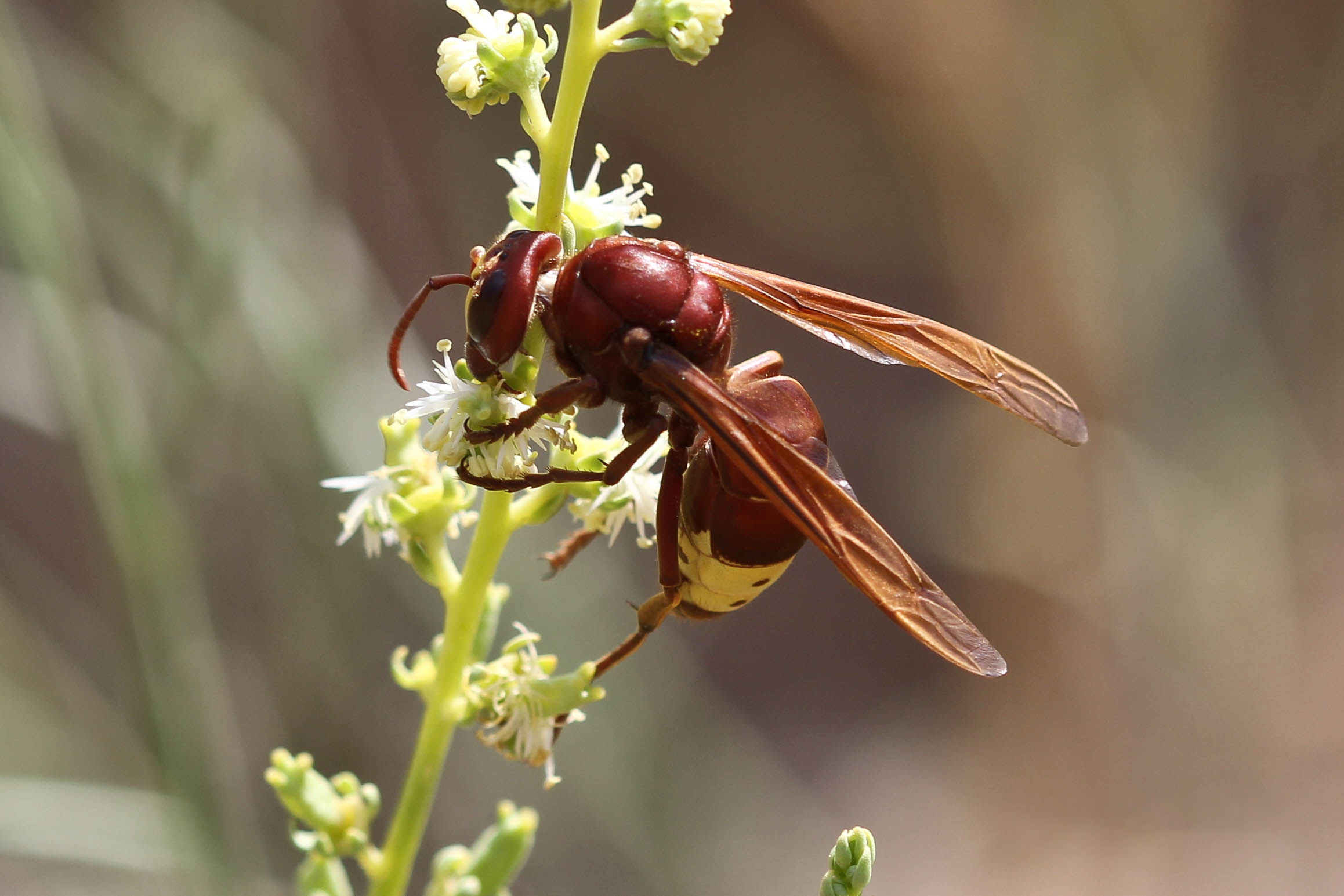 Oriental_wasp_%28Vespa_orientalis%29.jpg