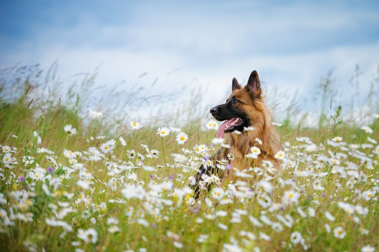Long-Haired-German-Shepherd-In-Field.jpg