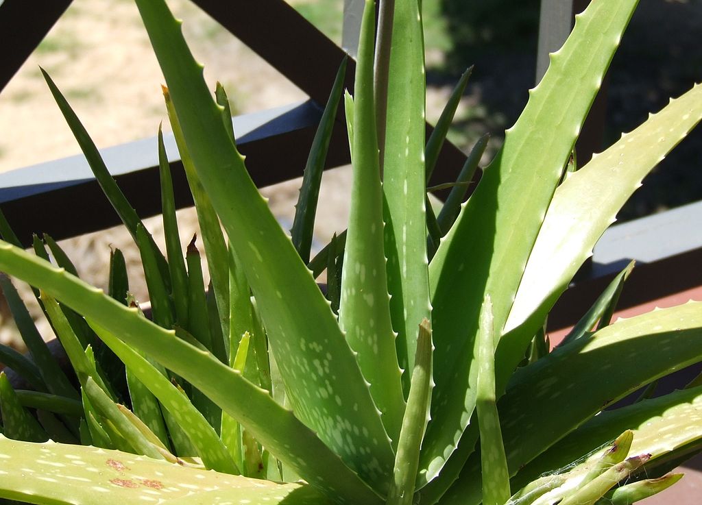 1024px-Aloe_Vera.jpg