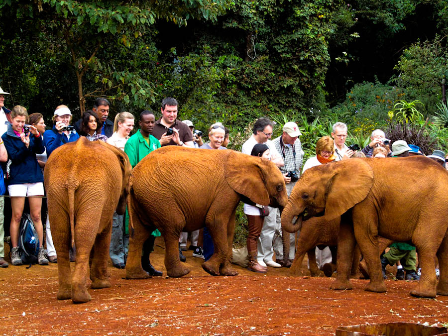 Elephant-Orphanage-Nairobi.jpg