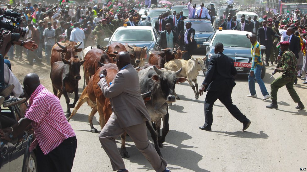 _78123673_17_kenyacows_epa.jpg