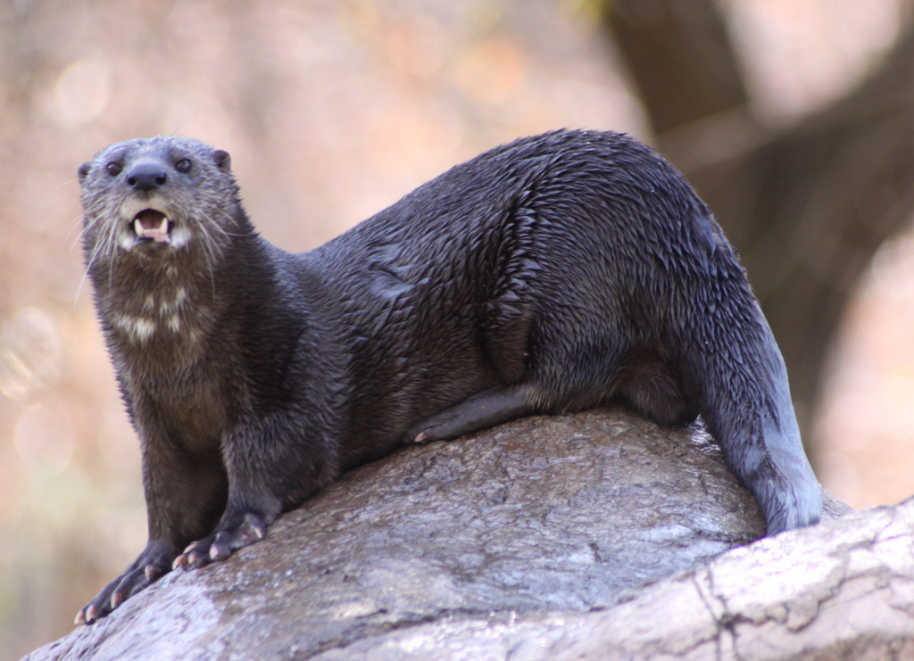 Spotted-necked_otter_1.jpg