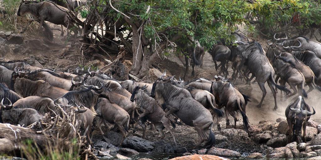 1600px-serengeti_wildebeest_migration_jf2-jpg.3008143