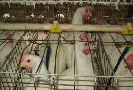 3582.chickencage1.jpg