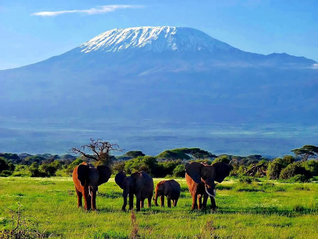 elephants_kili.jpg
