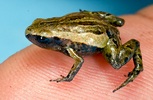 smallest-frog-picturbig.JPG