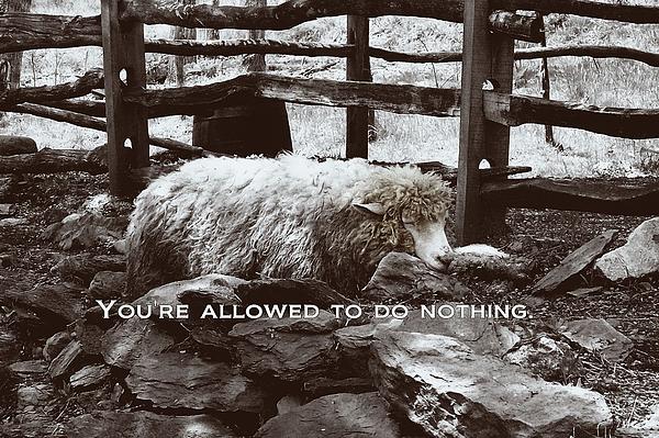 counting-sheep-quote-jamart-photography.jpg