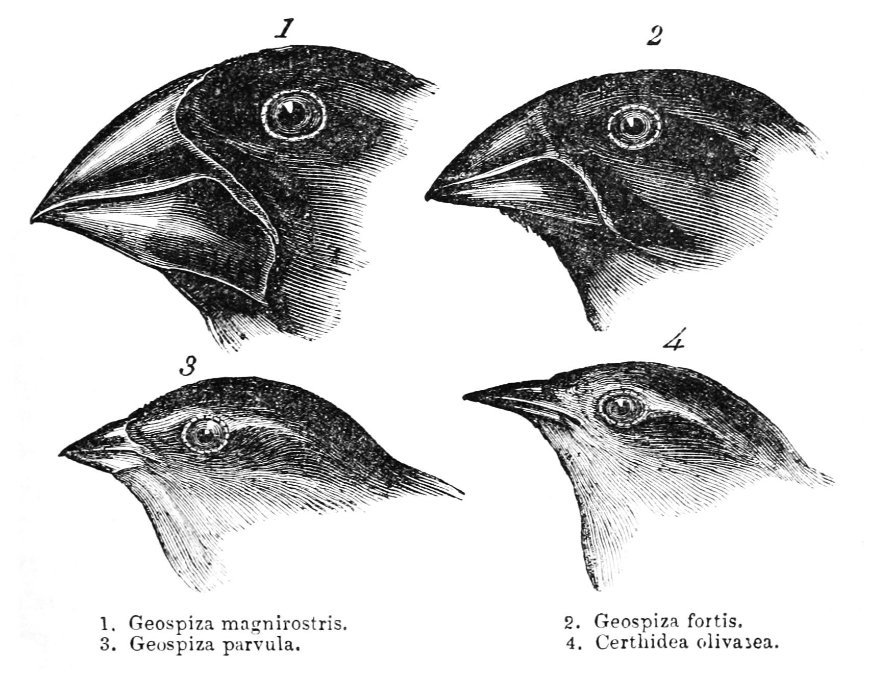 Darwin's_finches_by_Gould.jpg