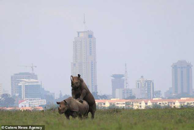 d2gmerbwsaehmlz-jpeg.1050074