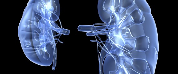 n-KIDNEY-large570.jpg