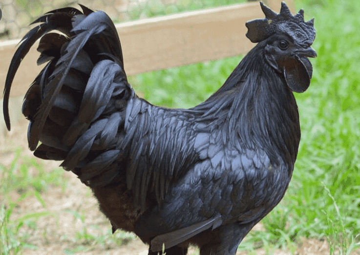 1601123024765-png.1581432