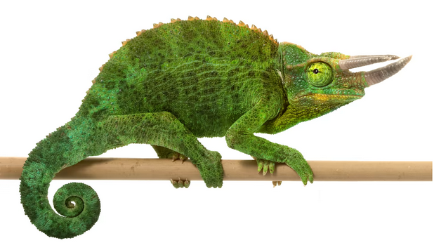 1726212826065-png.3094761