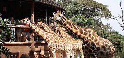 nairobi-trip-giraffe-centre.gif