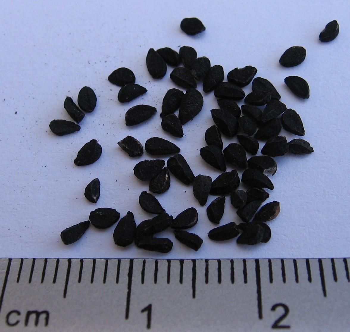 Nigella_Sativa_Seed.jpg