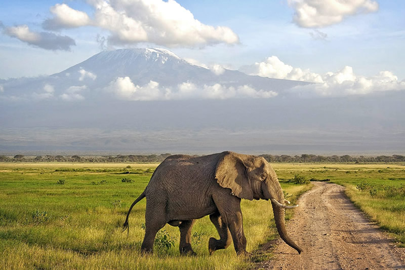 amboseli1.jpg