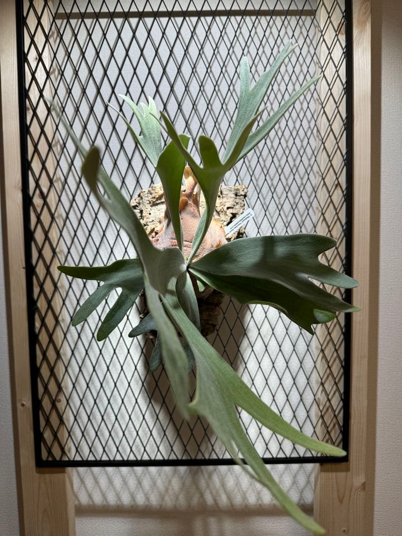 mwanahalisionline.com