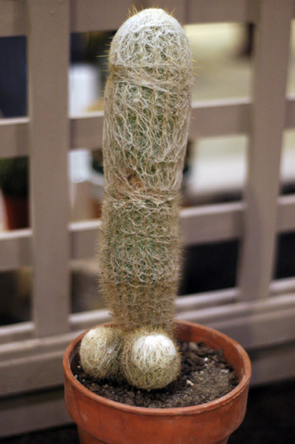 cactus4.jpg