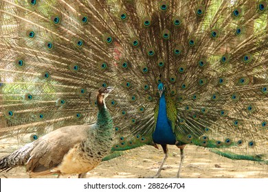male-peacock-show-female-his-260nw-288264704.jpg