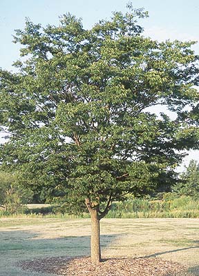 zelkova-tree.jpg