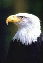Bald Eagle Profile