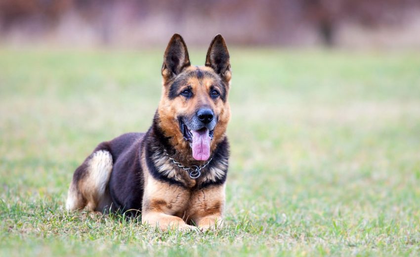 German shepherd guard dogs
