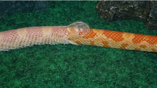 1714210610851-png.2975198