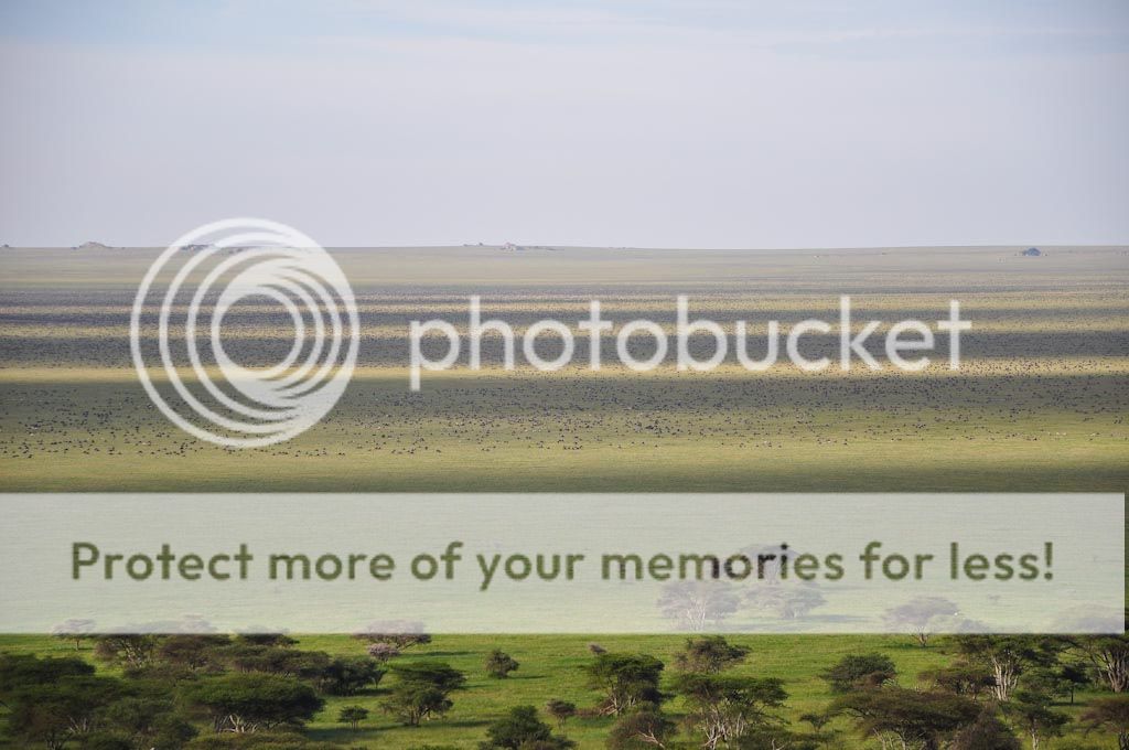 01RAsafarisSerengeti.jpg