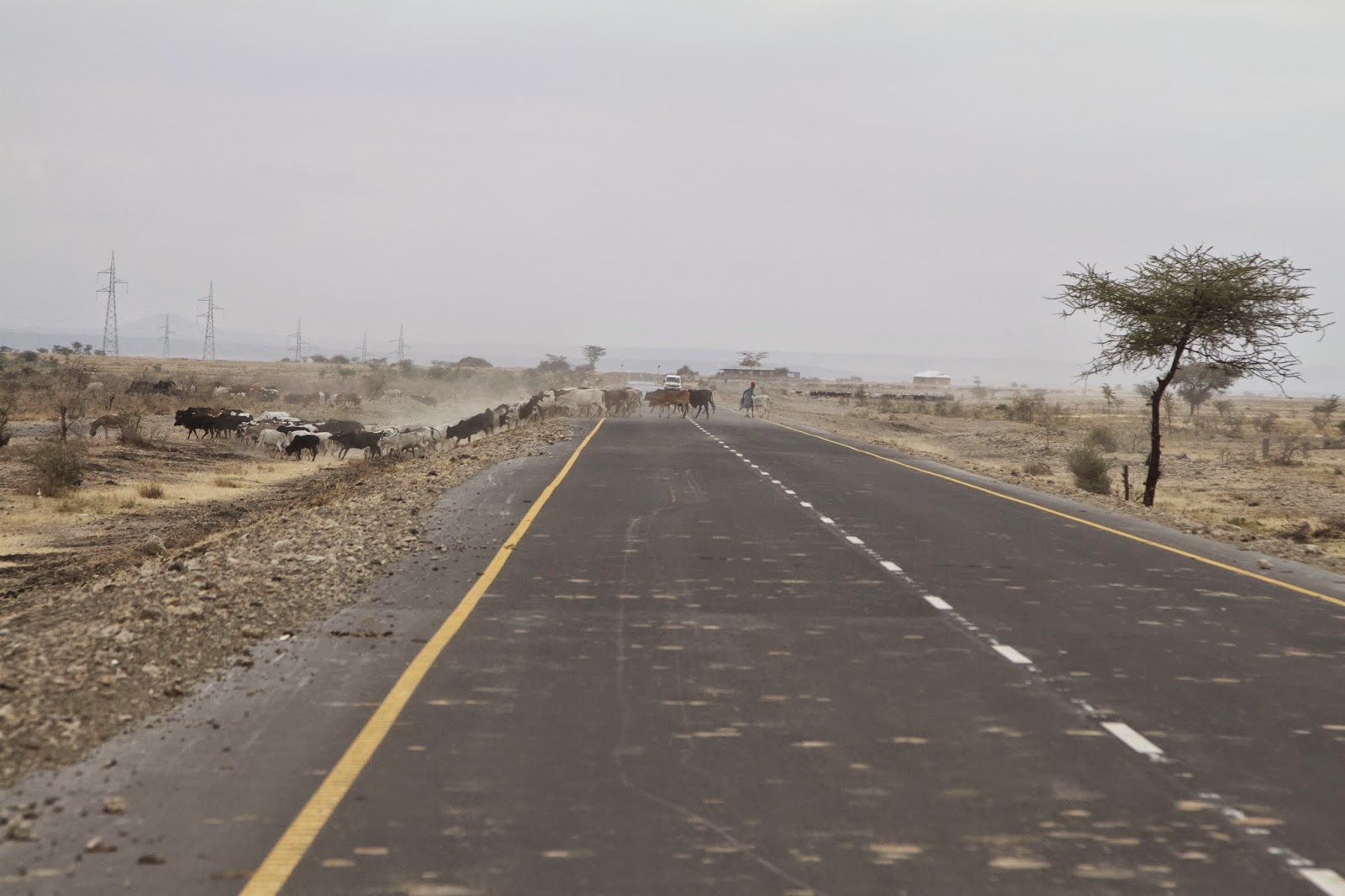 TAN+Road+Cattle.jpg