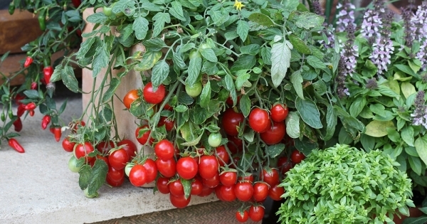 cherry-tomato.jpg
