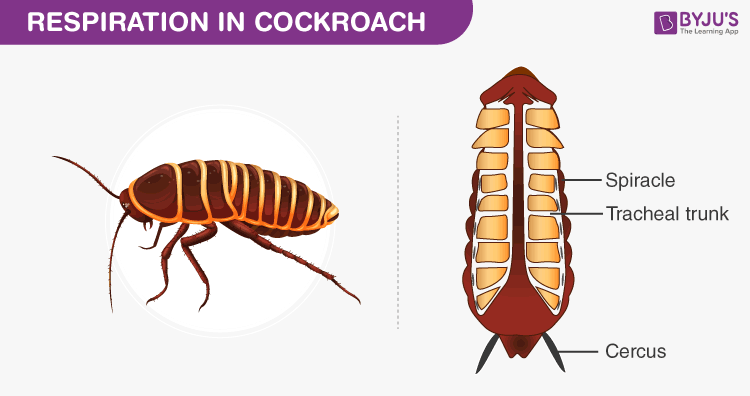 Respiration-in-Cockroach.png