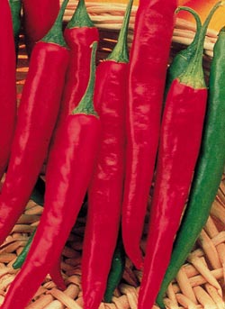 cayenne-peppers.jpg