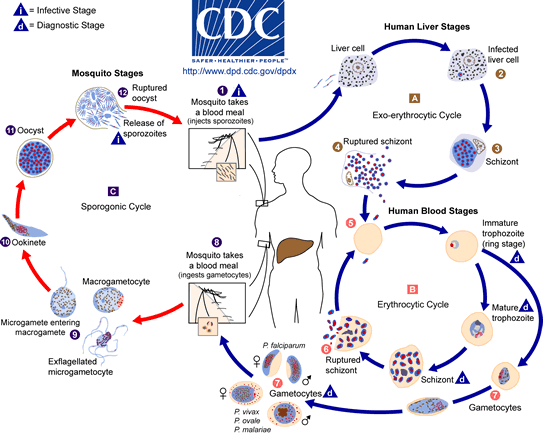 malaria_LifeCycle.gif