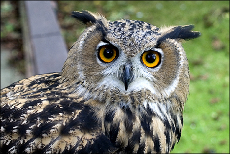 european_owl_1_467x313.jpg
