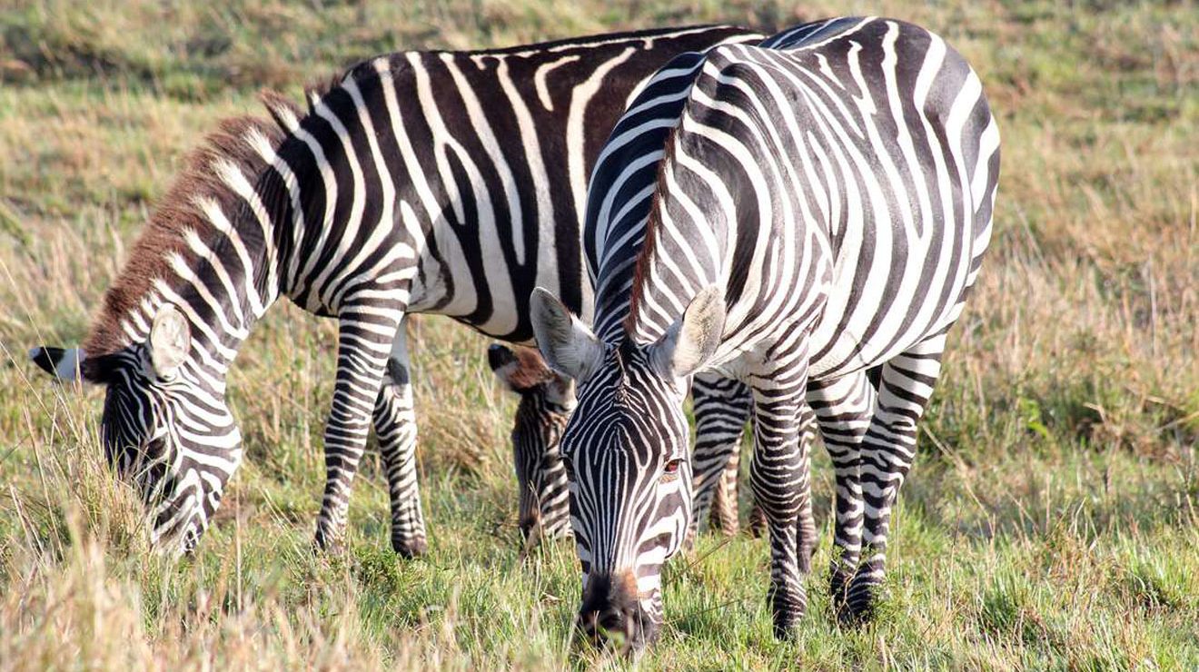 nairobinews.nation.co.ke