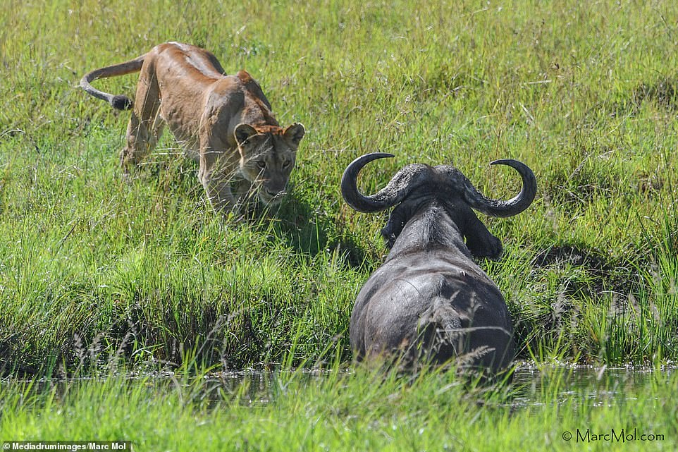 The snaps show the a lioness leading the pride as she stalked up to the horned animal who was relaxing among the grass and closed in on it